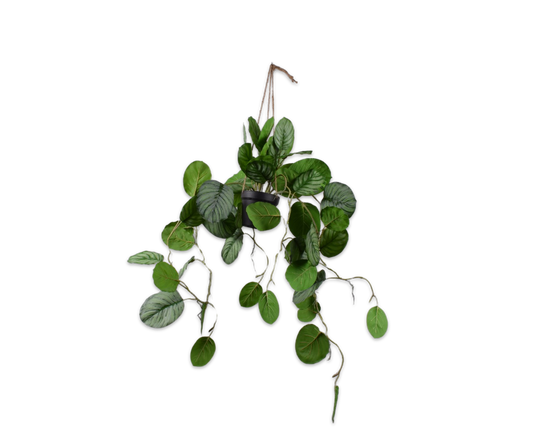 Calathea hang groen 104 cm