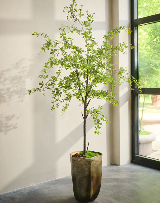 Bucida pot groen 228 cm