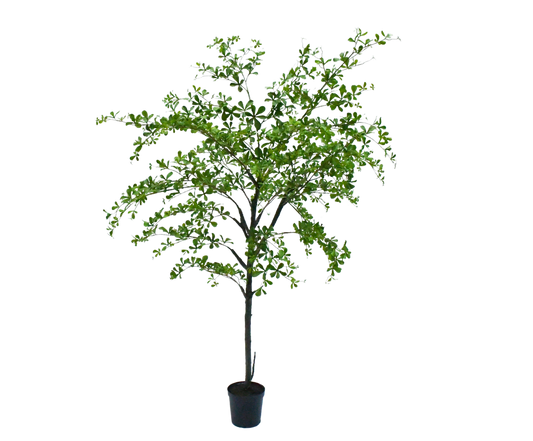 Bucida pot groen 228 cm