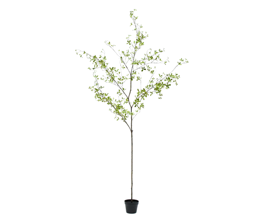 Bucida pot groen 220 cm