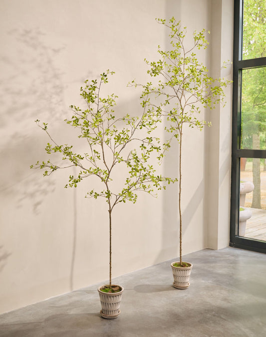 Bucida pot groen 290 cm