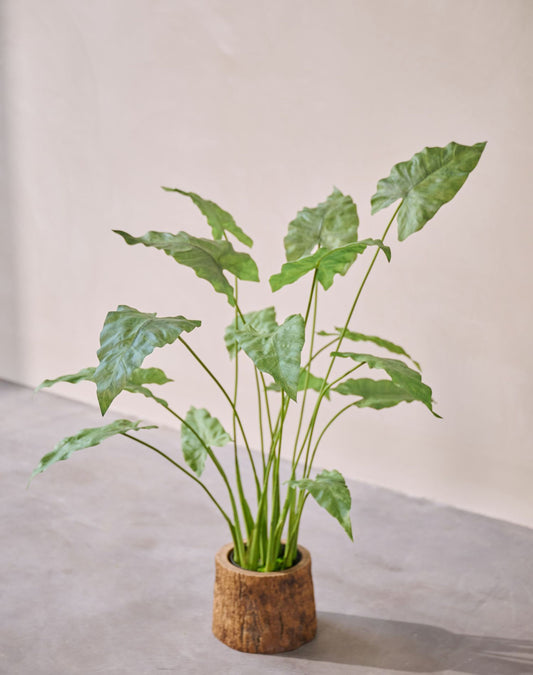 Alocasia pot groen 109 cm