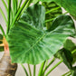 Alocasia pot groen 170 cm