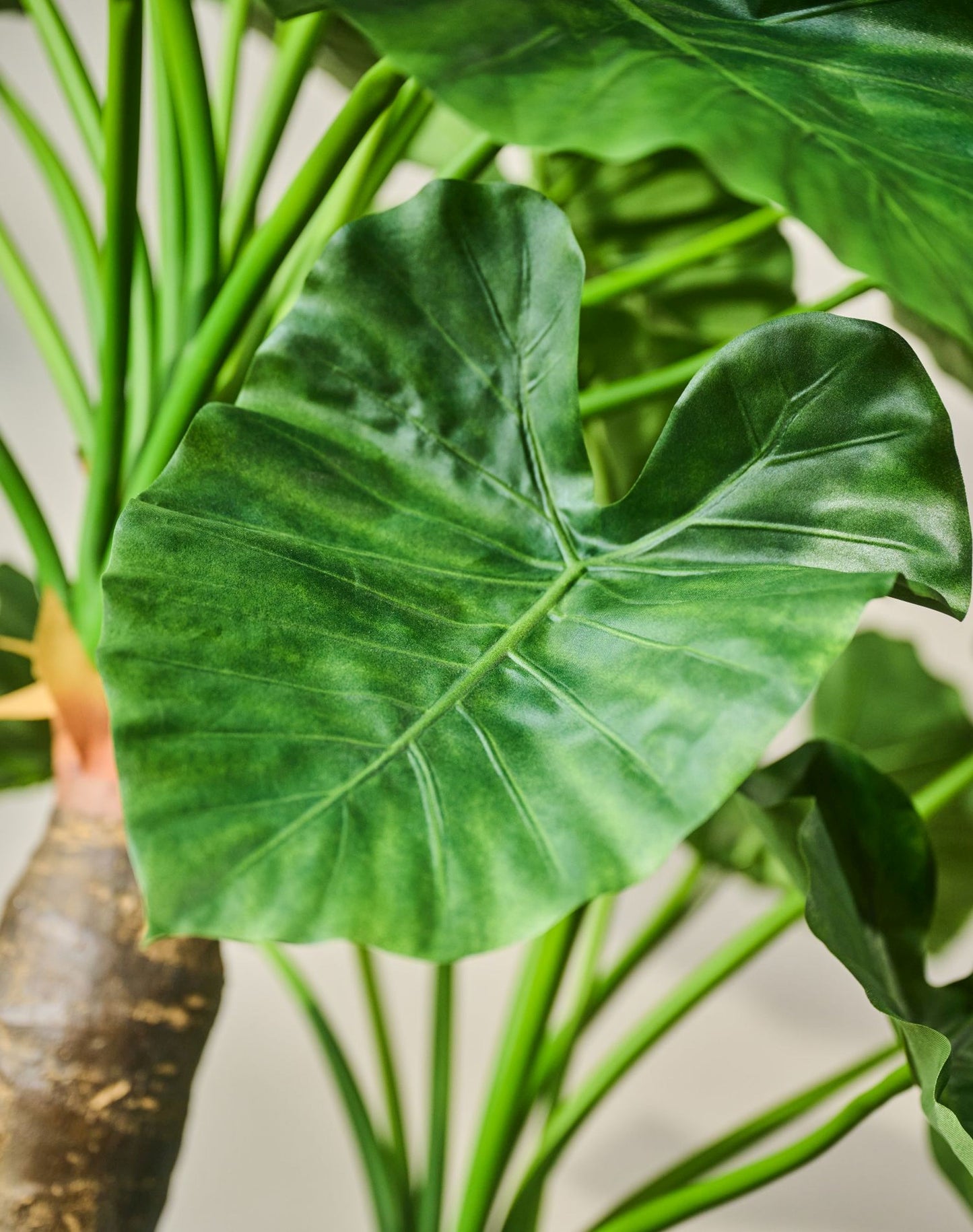 Alocasia pot groen 170 cm