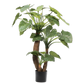 Alocasia pot groen 170 cm
