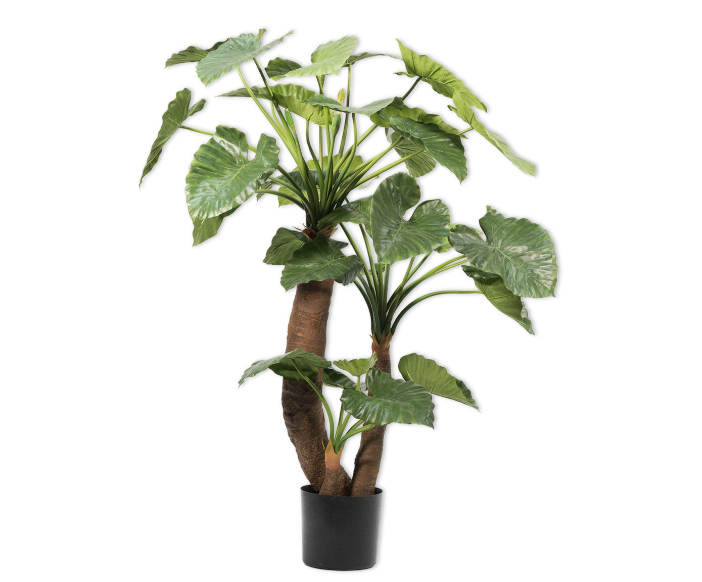 Alocasia pot groen 170 cm