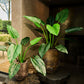 Alocasia pot groen 91 cm