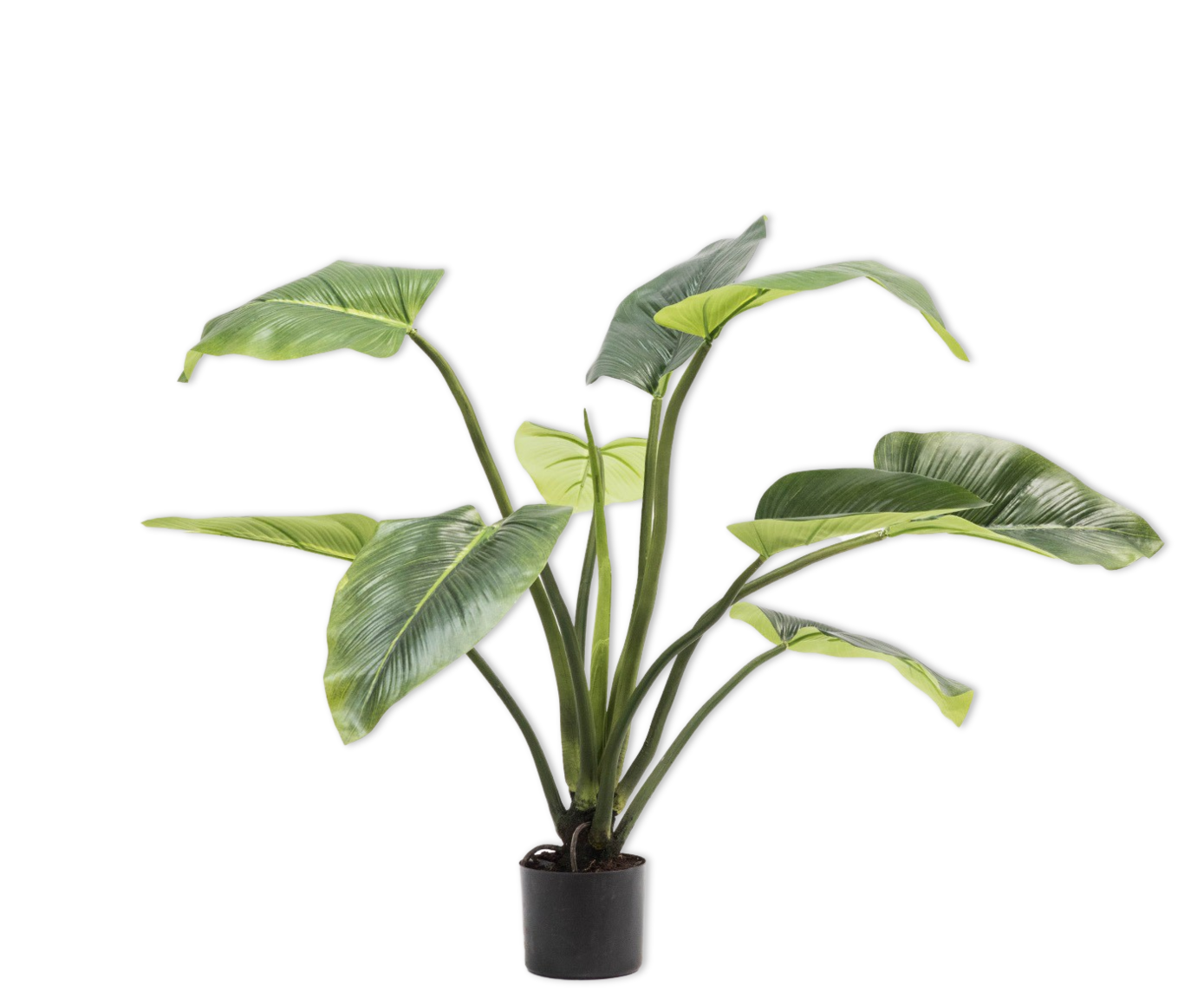 Alocasia pot groen 91 cm