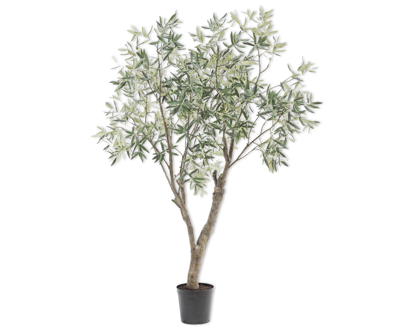 Olijf boom groen 198 cm