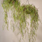 Hoya hang groen 150 cm