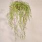 Hoya hang groen 150 cm