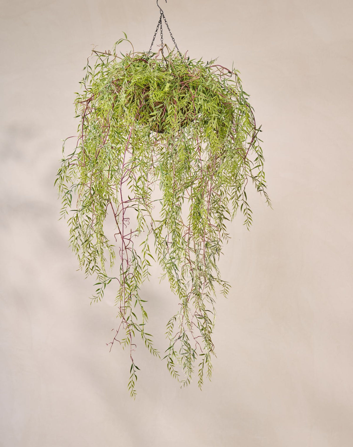 Hoya hang groen 150 cm