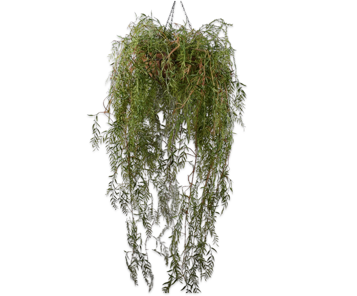 Hoya hang groen 150 cm