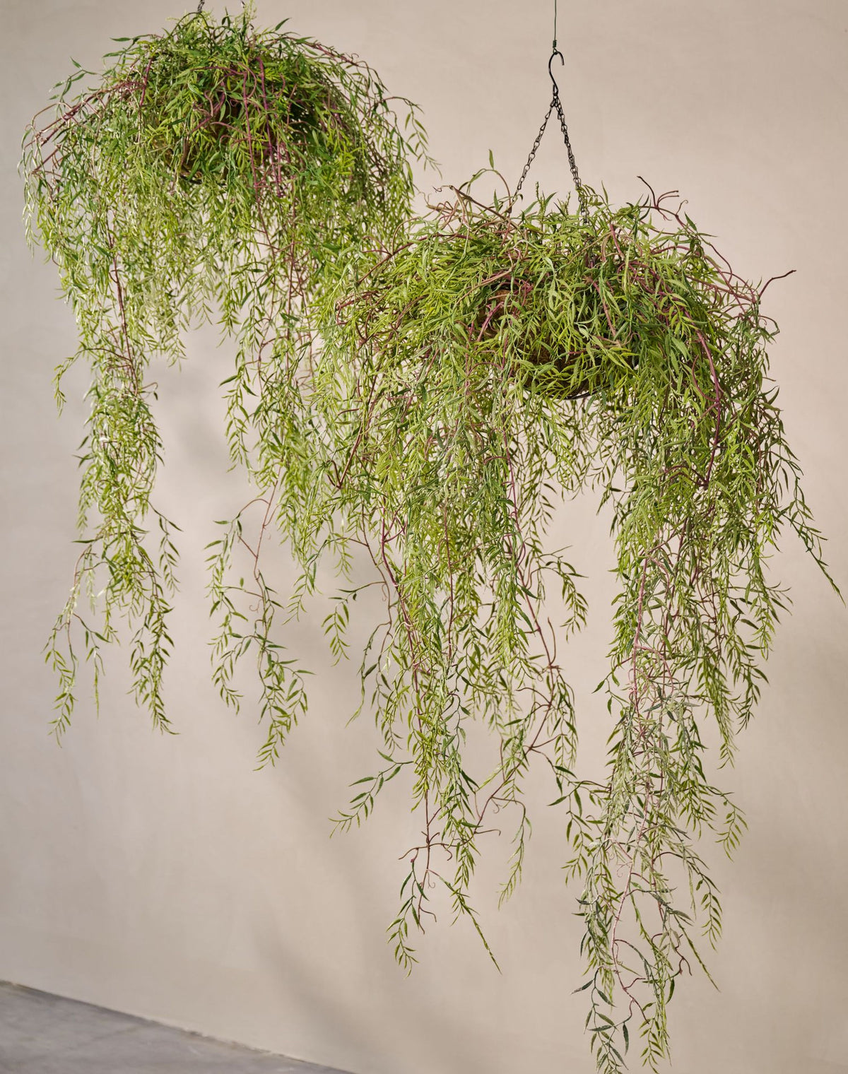 Hoya hang groen 120 cm