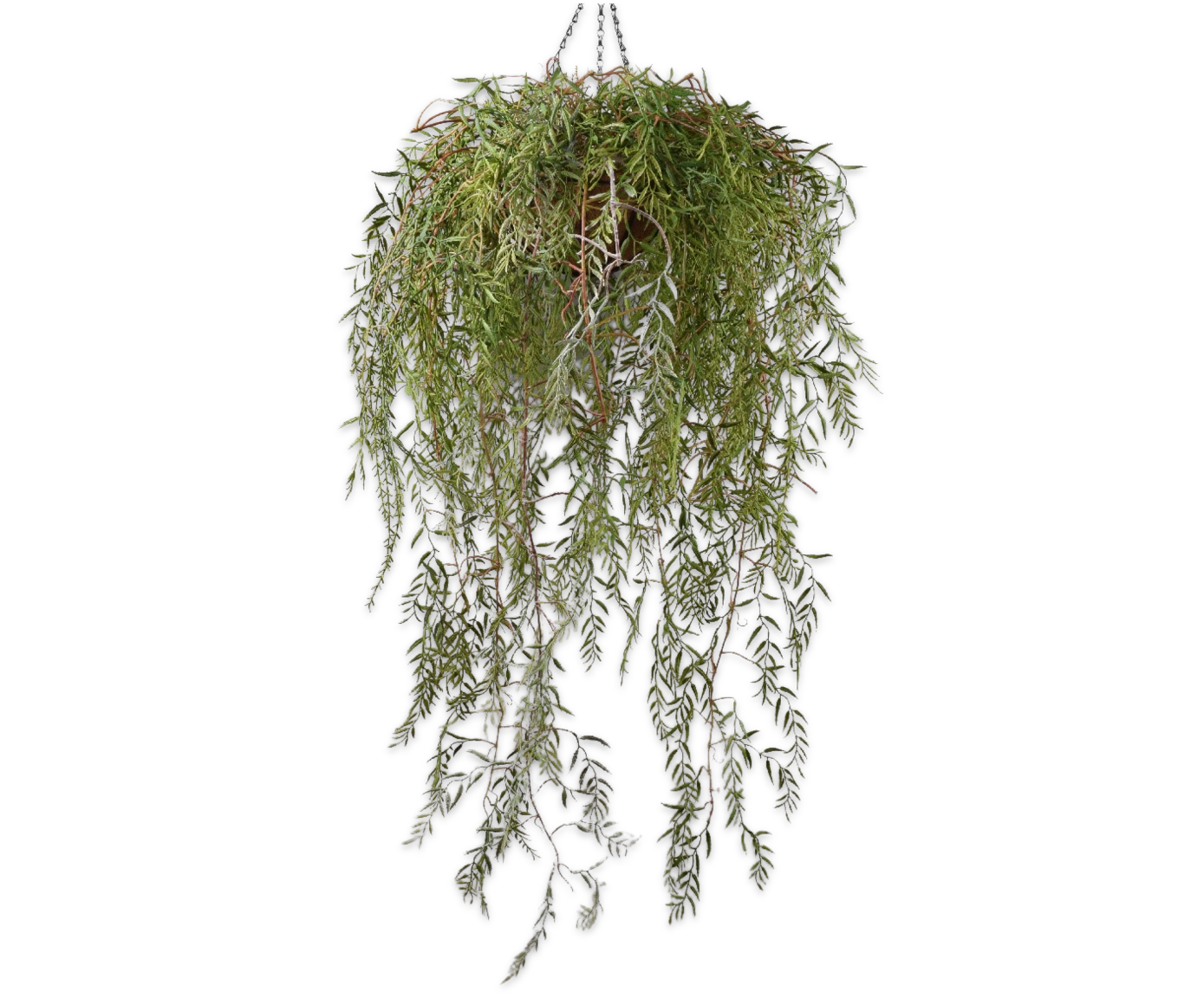 Hoya hang groen 120 cm