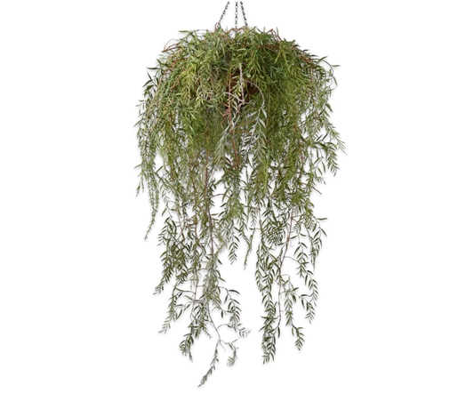 Hoya hang groen 120 cm