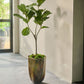 Ficus pot groen 151 cm