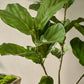 Ficus pot groen 151 cm