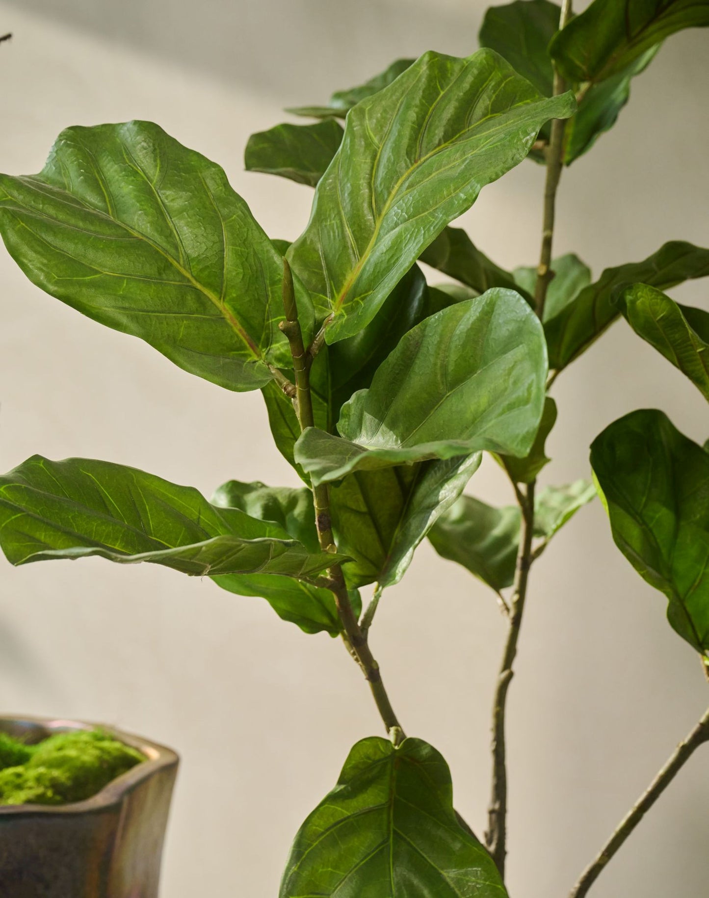 Ficus pot groen 151 cm