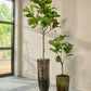 Ficus pot groen 151 cm