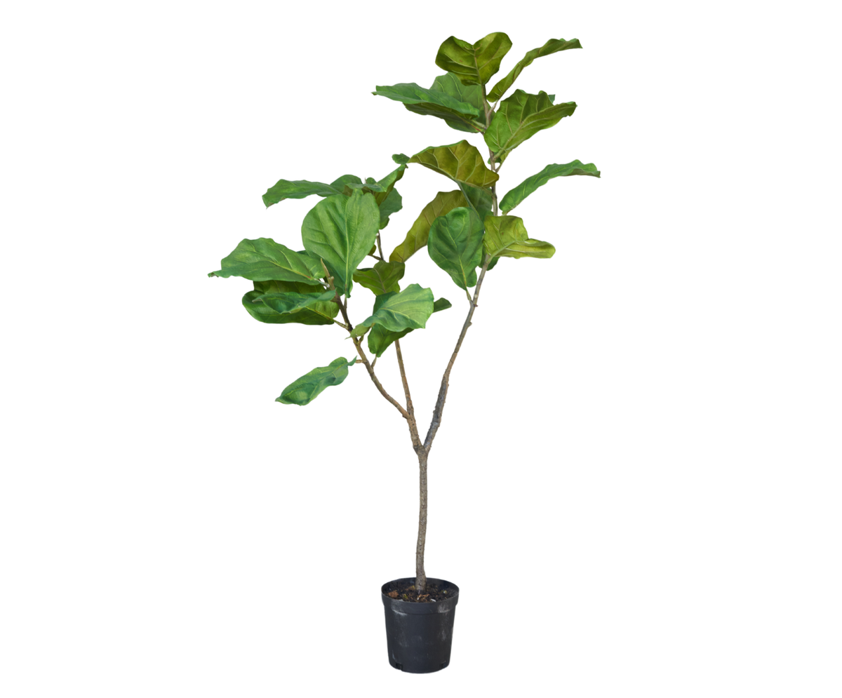 Ficus pot groen 151 cm