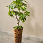 Vijg pot groen 122 cm