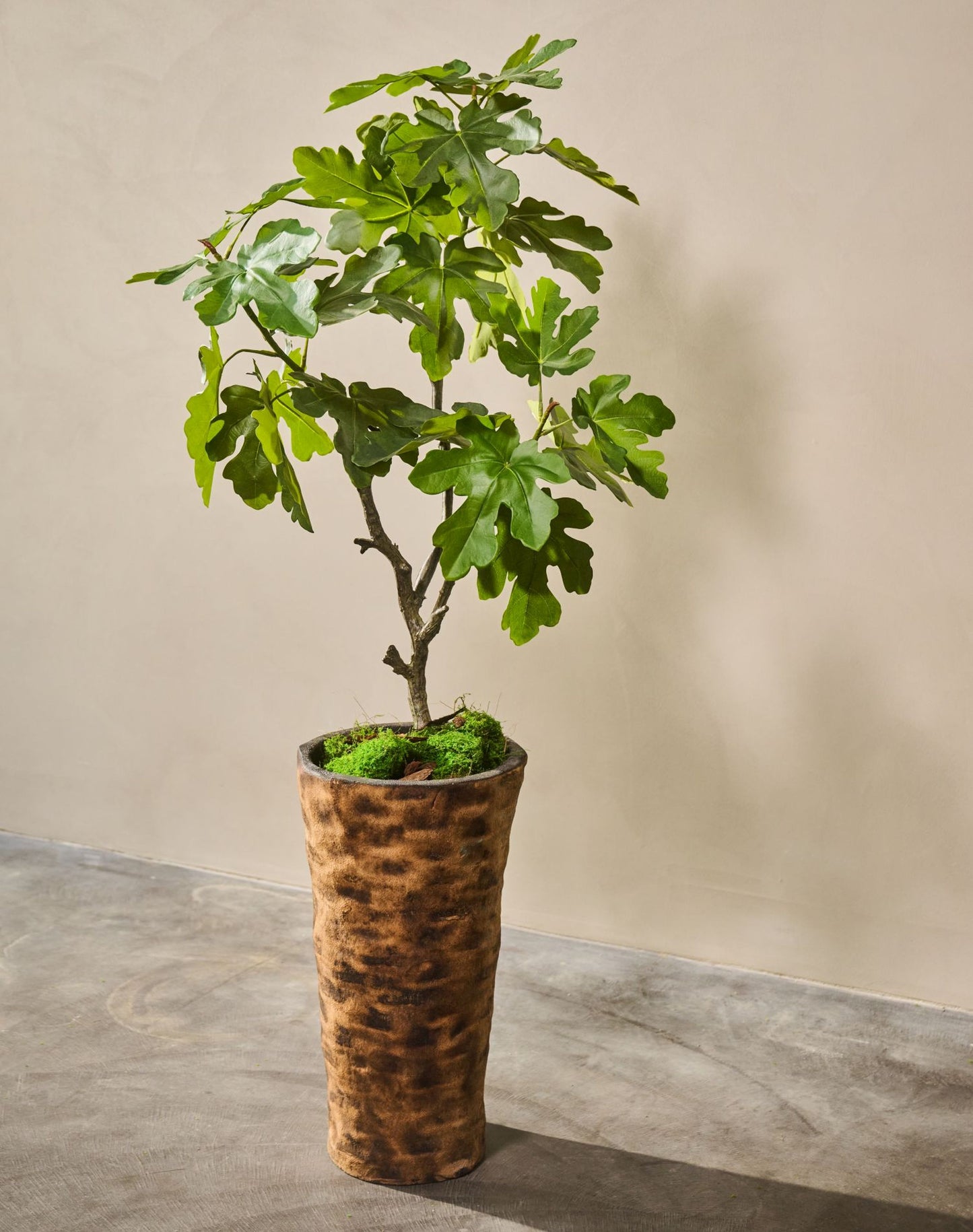 Vijg pot groen 122 cm