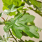 Vijg pot groen 122 cm
