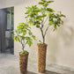 Vijg pot groen 122 cm