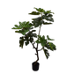 Vijg pot groen 122 cm