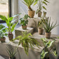 Alocasia pot groen 91 cm