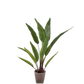 Alocasia pot groen 91 cm