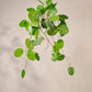 Calathea hang groen 104 cm