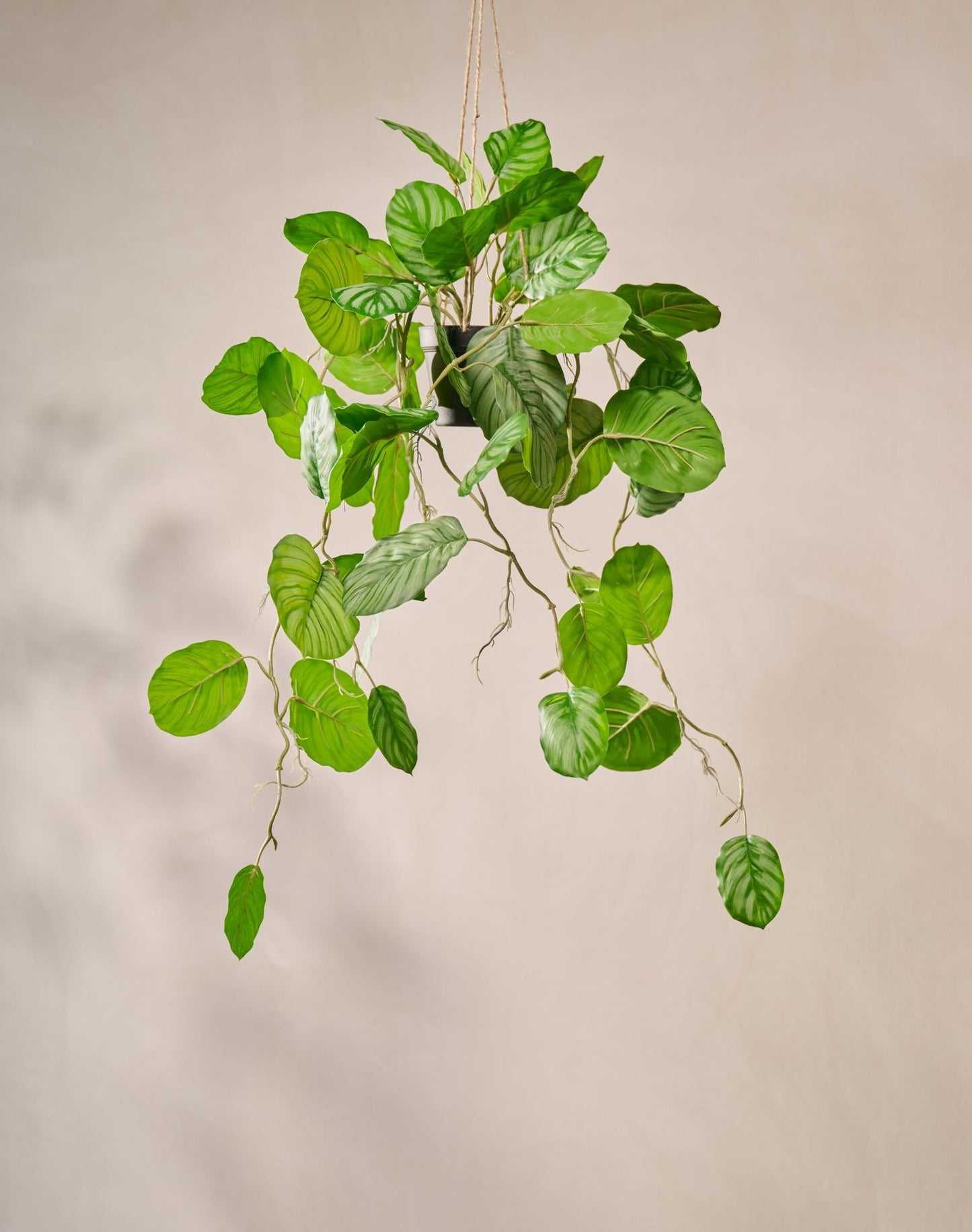 Calathea hang groen 104 cm