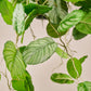 Calathea hang groen 104 cm