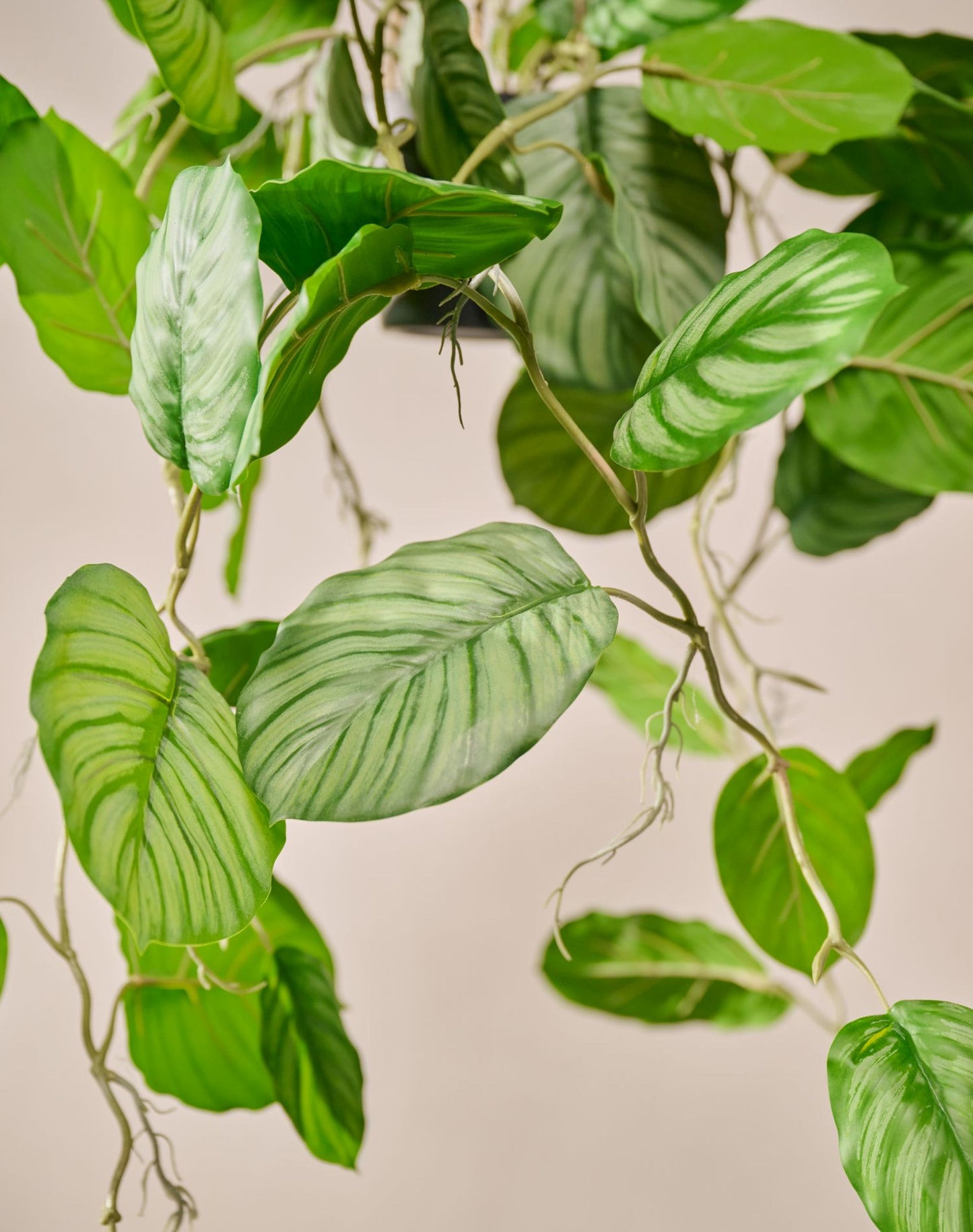 Calathea hang groen 104 cm