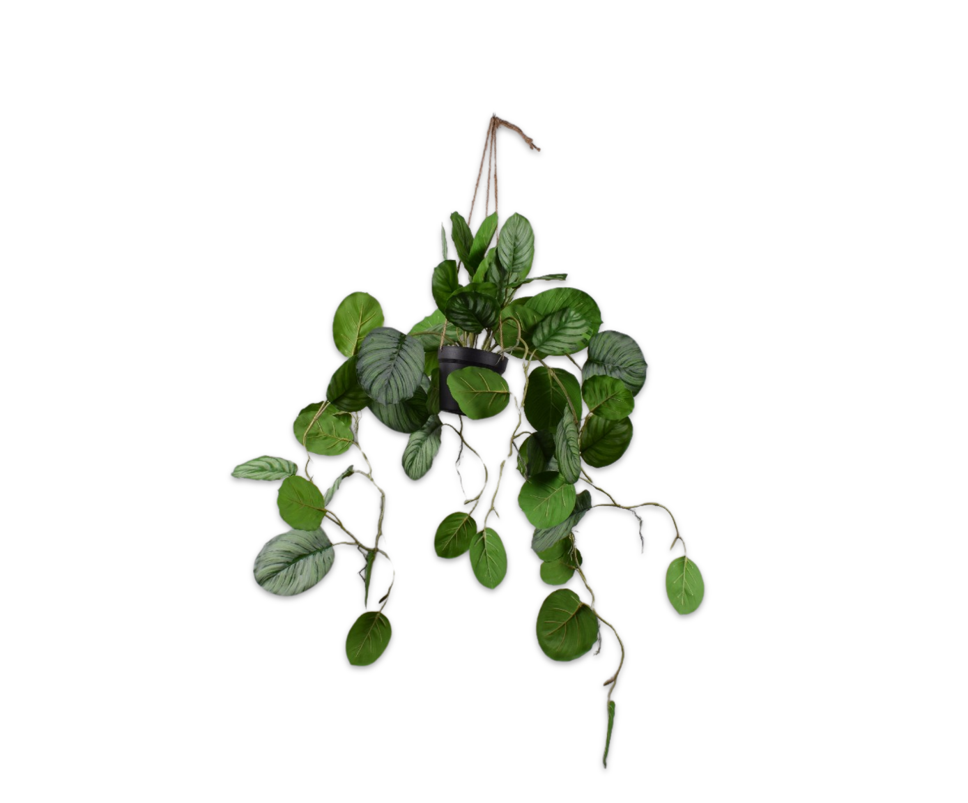Calathea hang groen 104 cm