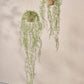 Senecio hang groen 173 cm