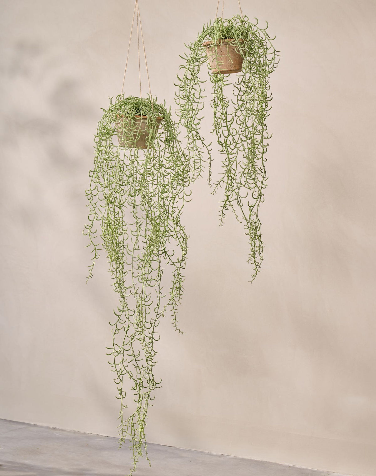 Senecio hang groen 173 cm