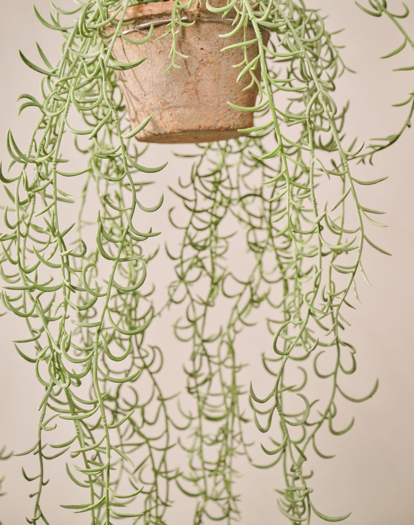 Senecio hang groen 173 cm