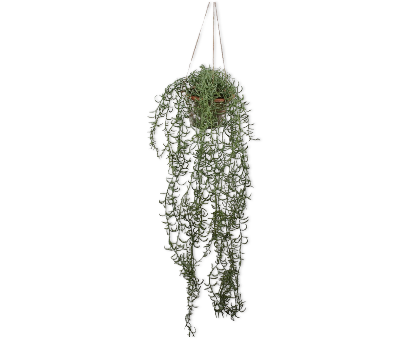 Senecio hang groen 173 cm