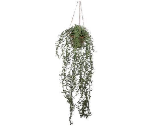 Senecio hang groen 173 cm