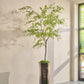 Bucida pot groen 300 cm