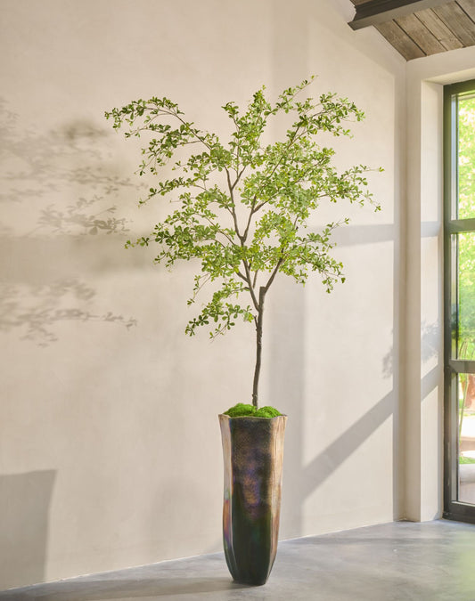 Bucida pot groen 300 cm