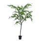 Bucida pot groen 300 cm