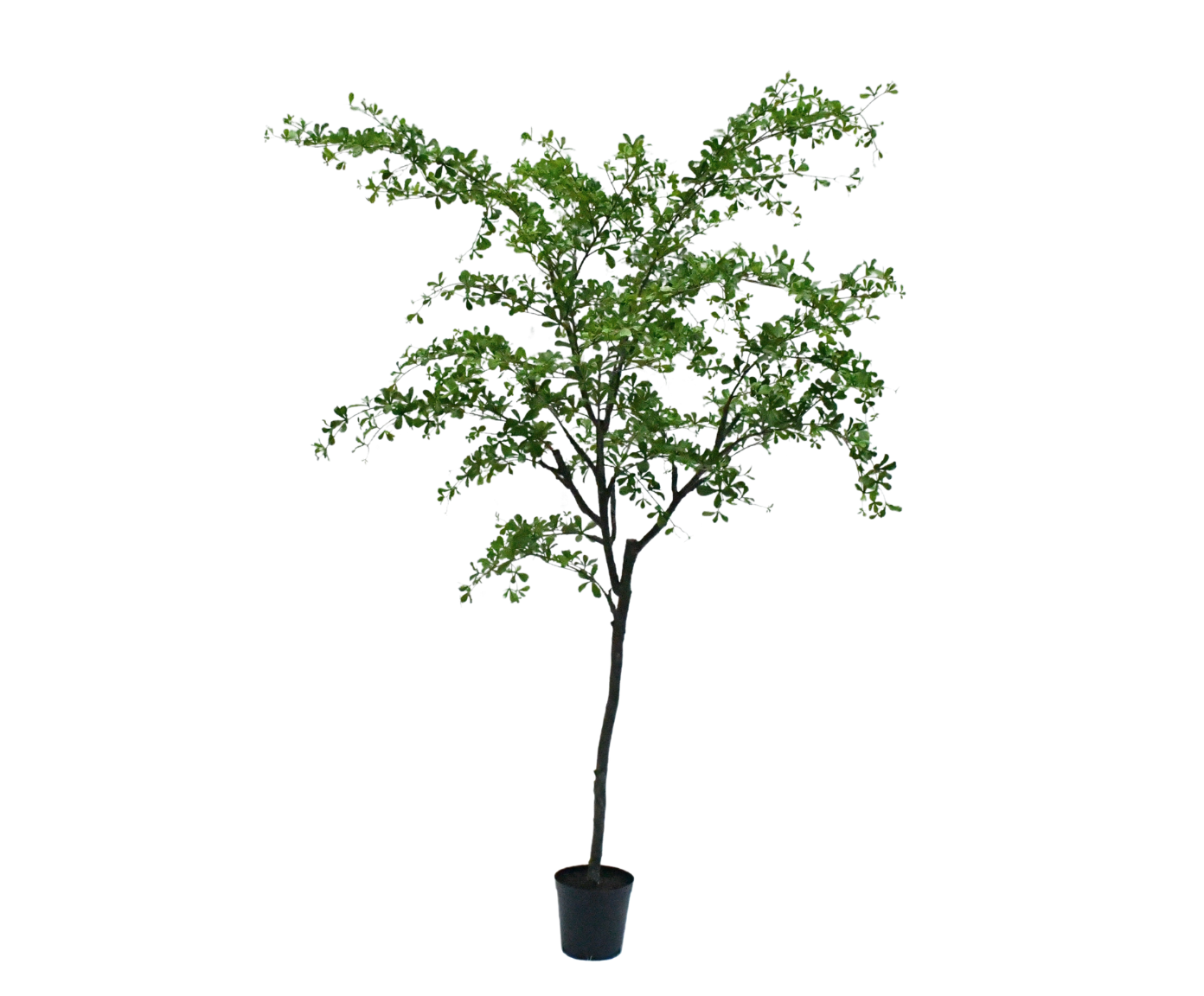 Bucida pot groen 300 cm