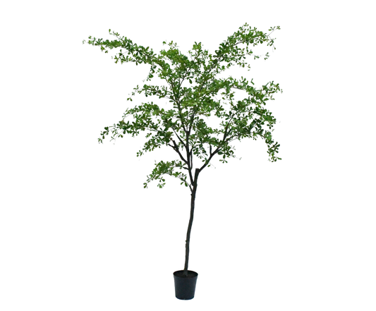 Bucida pot groen 300 cm