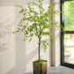 Bucida pot groen 228 cm