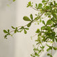 Bucida pot groen 228 cm