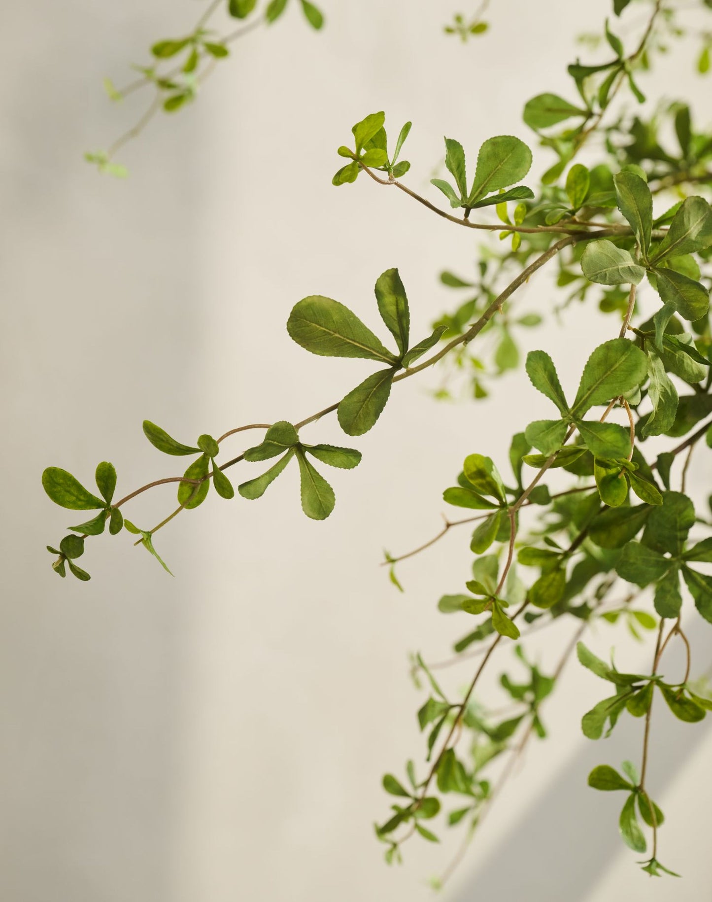 Bucida pot groen 228 cm